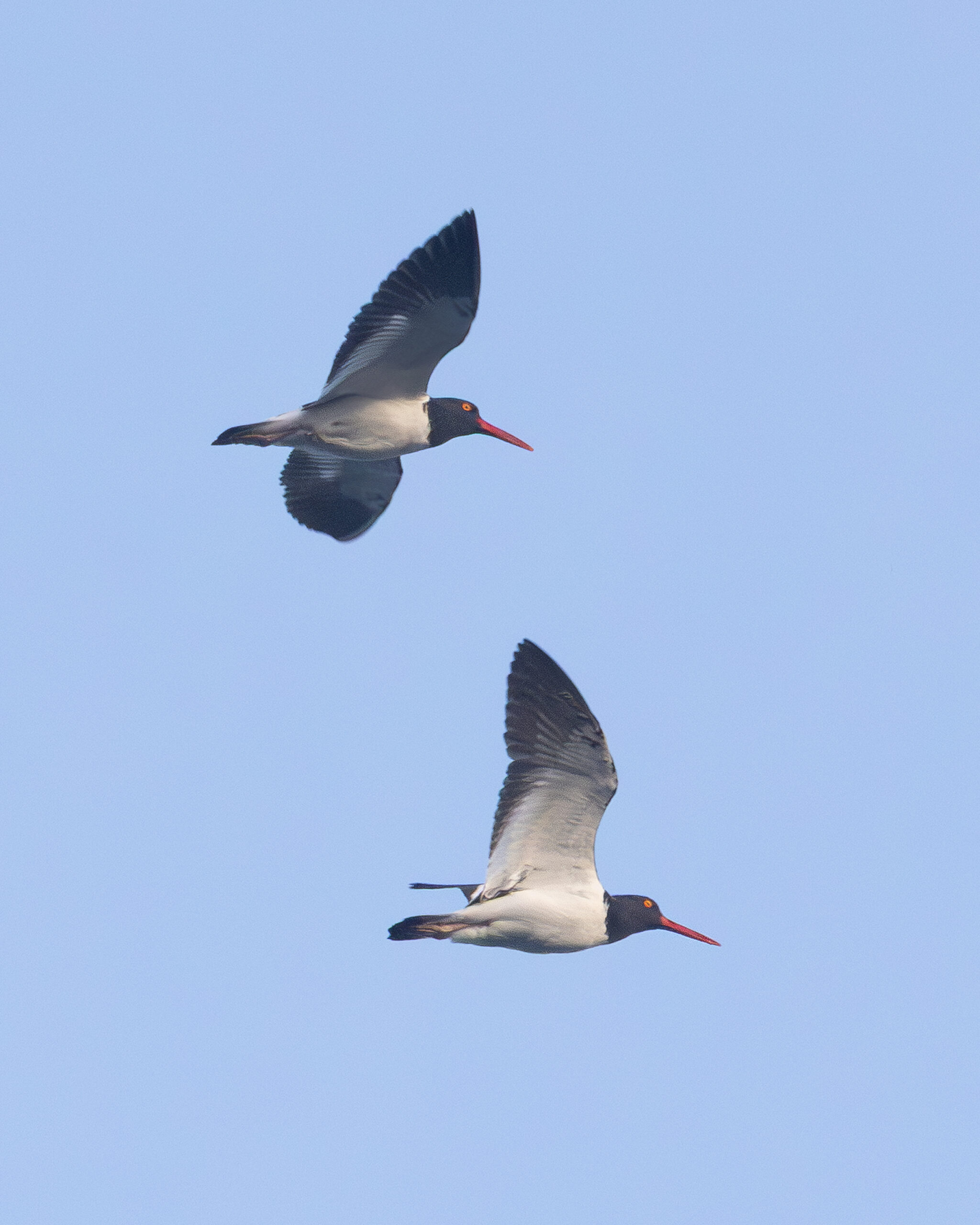 image00013
